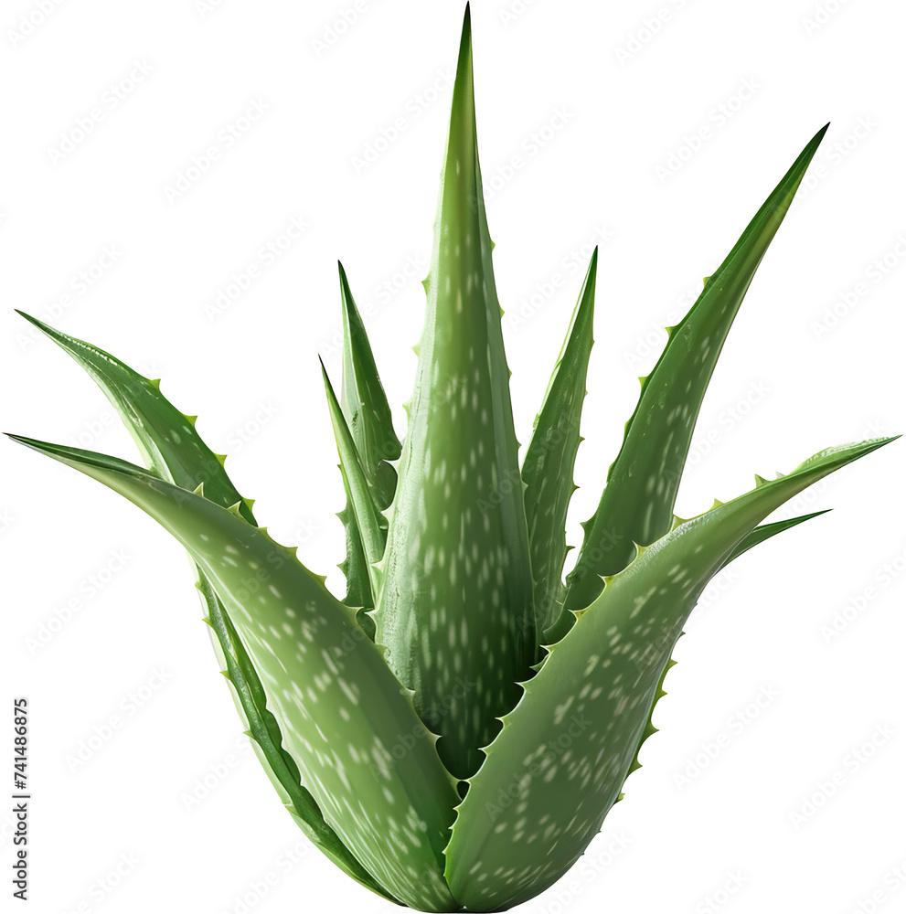 Aloe vera plant isolated on transparent background. PNG Aloe vera plant isolated on transparent background. PNG