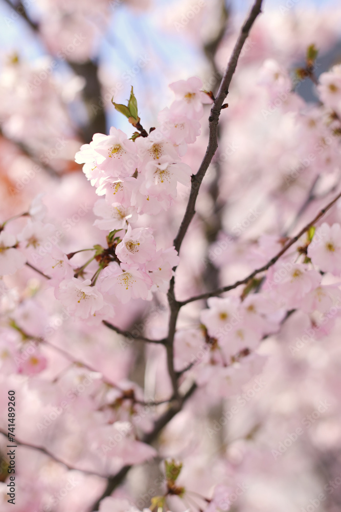 Spring Spring