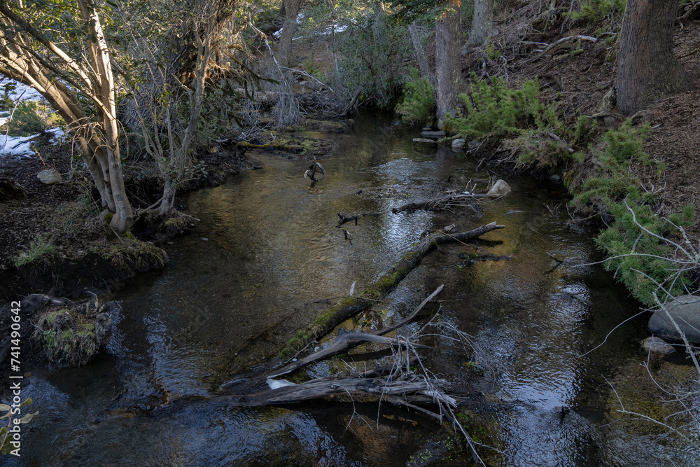 View of the stream flowing across the green forest in Patagonia Argentina. View of the stream flowing across the green forest in Patagonia Argentina.