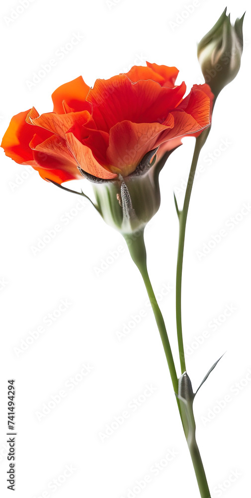 Flowers isolated on transparent background. PNG Flowers isolated on transparent background. PNG