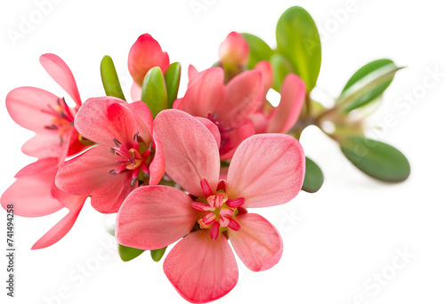 Flowers isolated on transparent background. PNG