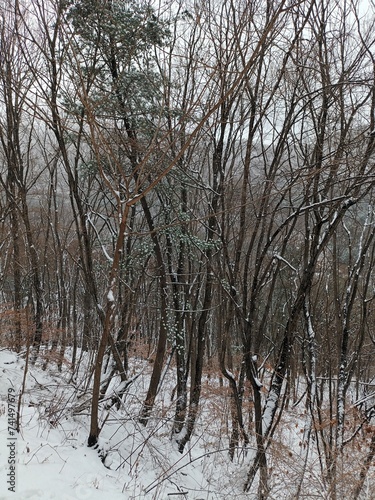 Snowy mountain with trees in Korea 