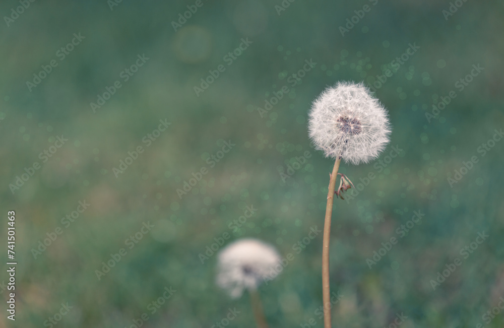 Spring flowers of dandelions in green backgrounds.
