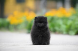 black pomeranian spitz puppy sitting in the park