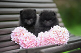 two black pomeranian spitz puppies posing on a bench together with pink flowers