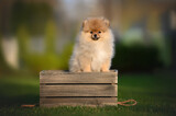 red pomeranian spitz puppy posing on a wooden box outdoors in summer