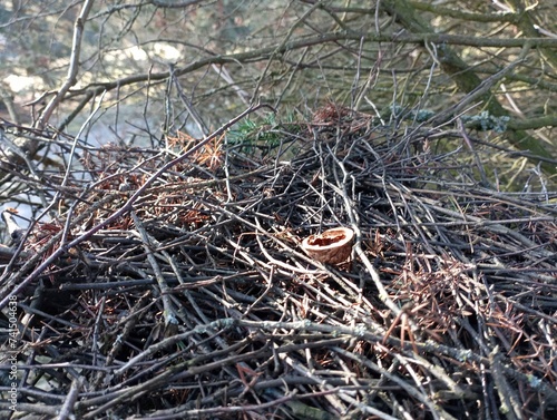 A bird's nest made of small tree branches. The nest is placed on a tree in which a part of the nut shell lies.