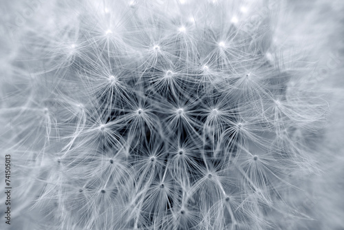 Closeup of big dandelion ,nature background.