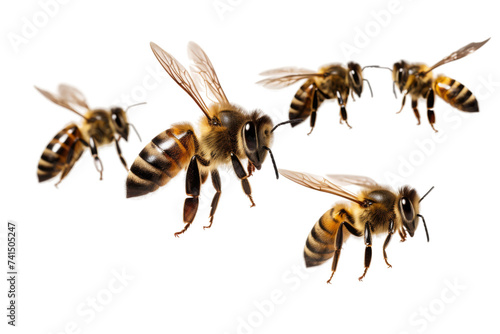 Honeybee Formation Hypnosis Isolated on Transparent Background © Artimas 