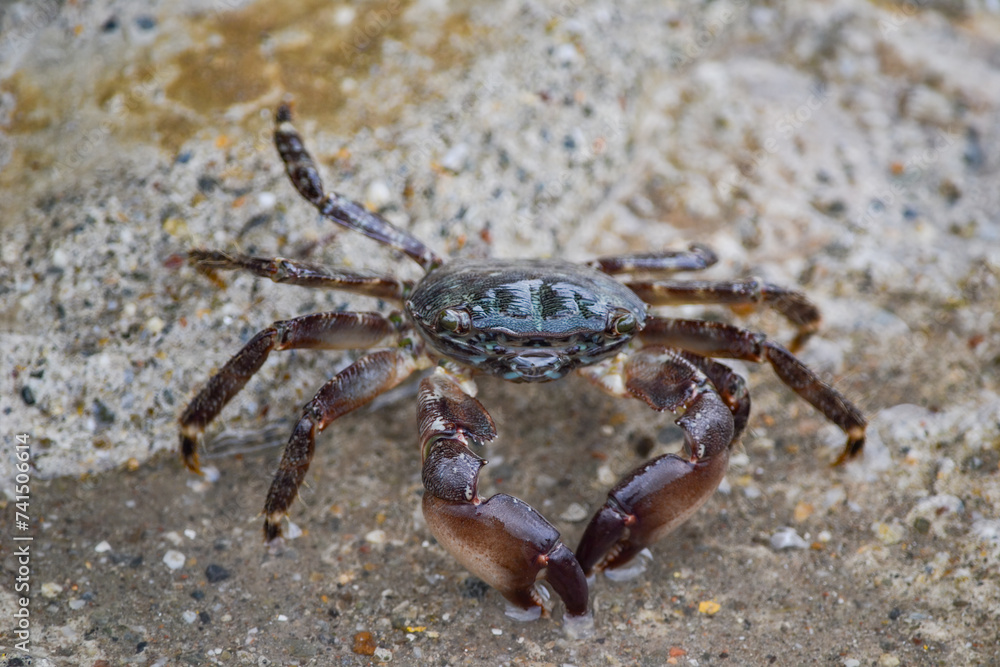 crab on the cesme beach, izmir