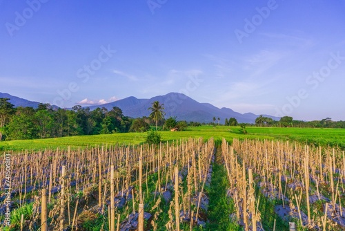 Fototapeta Naklejka Na Ścianę i Meble -  beautiful morning view from Indonesia of mountains and tropical forest