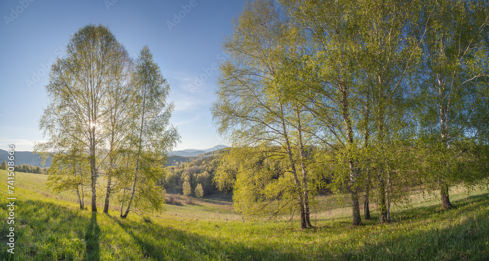 Naklejka premium Birch in spring, the sun's rays through the green foliage, scenic morning view