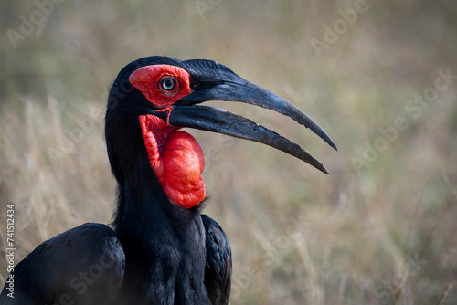 ground hornbills (Bucorvidae) are a family of the order Bucerotiformes, endemic to sub-Saharan Africa