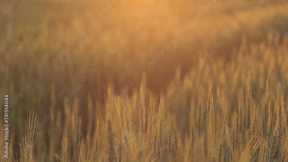 Rice field. Close up yellow rice seed ripe and green leaves on nature background. Beautiful golden rice field and ear of rice. Rice field. Close up yellow rice seed ripe and green leaves on nature background. Beautiful golden rice field and ear of rice.