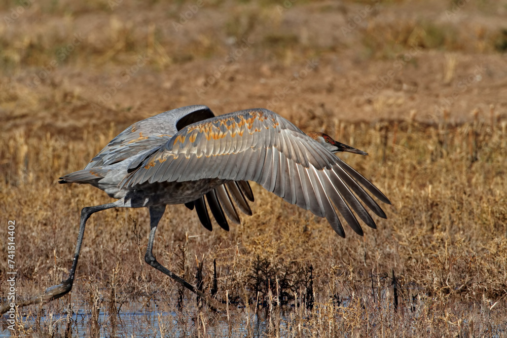 Fototapeta premium Beautiful Sandhill Crane racing toward take off at Bosque del Apache National Wildlife Refuge in Socorro County, New Mexico, United States