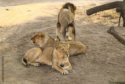Asiatic Lion family, lion (Panthera leo persica) Asiatic lion is a Panthera leo. Its range is restricted to the Gir National Park and environs in India's Gujarat state.lion family resting in wildlife.