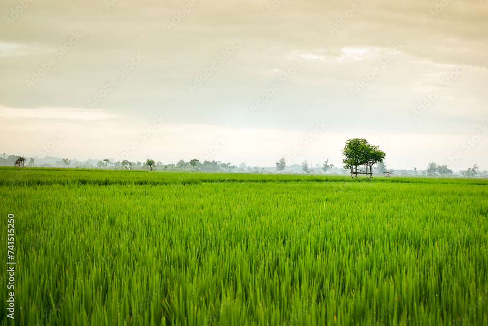 Small hut with grean leaf rooftop in the center of rice field. Beauty scenery in nature indonesia Small hut with grean leaf rooftop in the center of rice field. Beauty scenery in nature indonesia