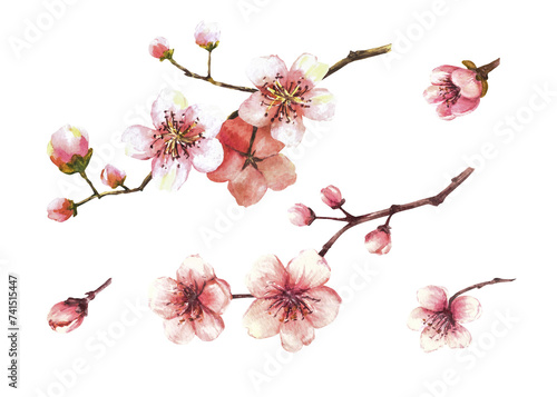 Spring blossoms of trees. Sakura branches, cherry, apple trees in bloom, flowers and buds. Watercolor hand drawn illustration for greeting, weeding invitation card, label Isolated on white background.