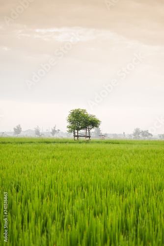 Small hut with grean leaf rooftop in the center of rice field. Beauty scenery in nature indonesia