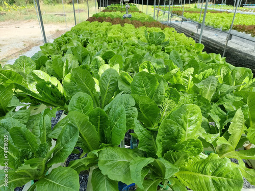 Obraz na płótnie Organic Vegetables such as Lactuca sativa var crispa in Hydroponics farming