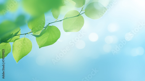 Ambiance printanière, feuilles vertes sur les branches d'un arbre. Arrière-plan de flou et lumière claire, bleu. Printemps, été, nature. Pour conception et création graphique photo