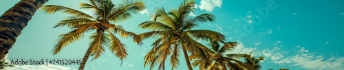 Panorama tropical beach with coconut palm trees, panoramic palm tree with sky background, copy space