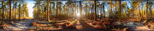 Golden Hour Serenity: A panoramic view of a tranquil pine forest bathed in the warm glow of sunset, with a path winding its way through the towering trees. 