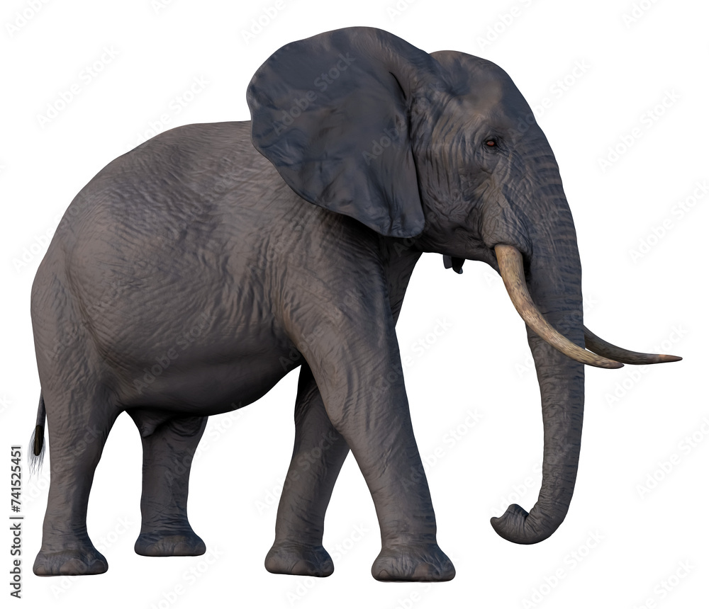 Fototapeta premium elephant african wild animal hq cutout
