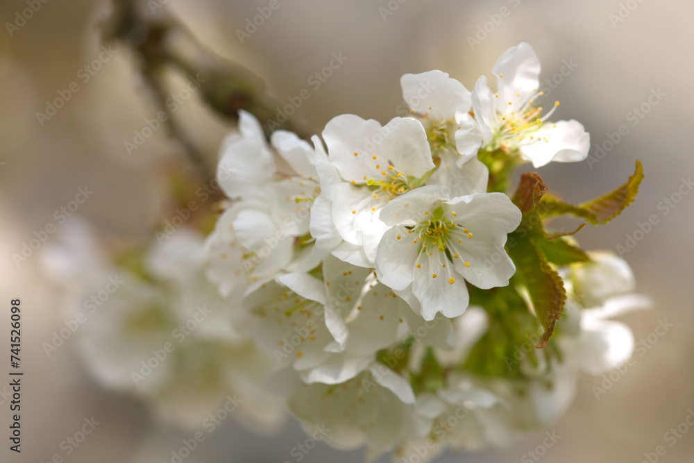 Macro shot of white cherry flowers isolated on gray background. Macro shot of white cherry flowers isolated on gray background.