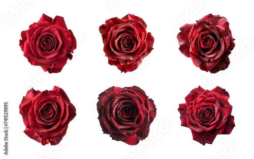 Collection of red rose flowers isolated on a transparent background  top view