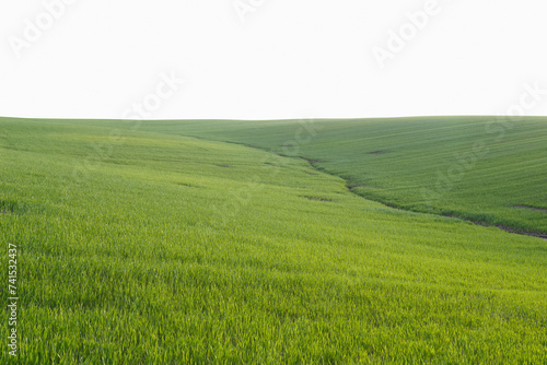 Wallpaper Mural Young wheat field in early spring Torontodigital.ca
