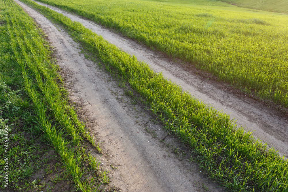 Countryside road through the spring wheat field Countryside road through the spring wheat field