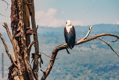 African fish eagle on a tree branch in Lake Nakuru National Park, Kenya