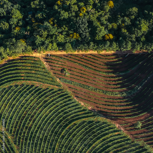 Plantação de Café vita de cima drone