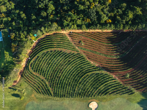 Plantação de Café vita de cima drone