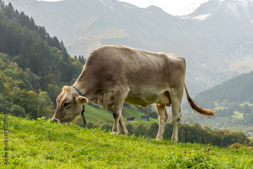 A cow peacefully munching on grass in a lush field amidst the Swiss Alps.