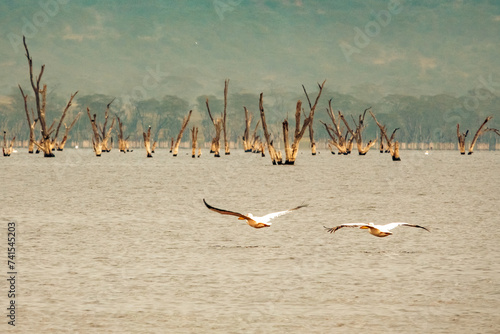 A flock of Great White Pelicans pelicans at Lake Nakuru National Park, Kenya