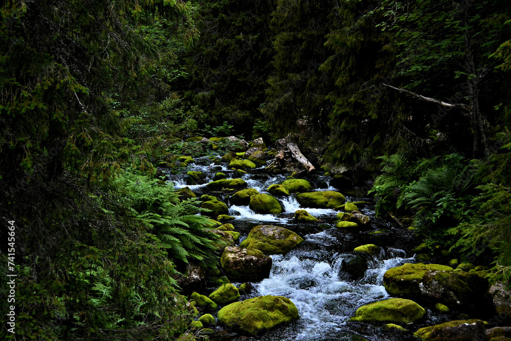 Green forest with running water Green forest with running water