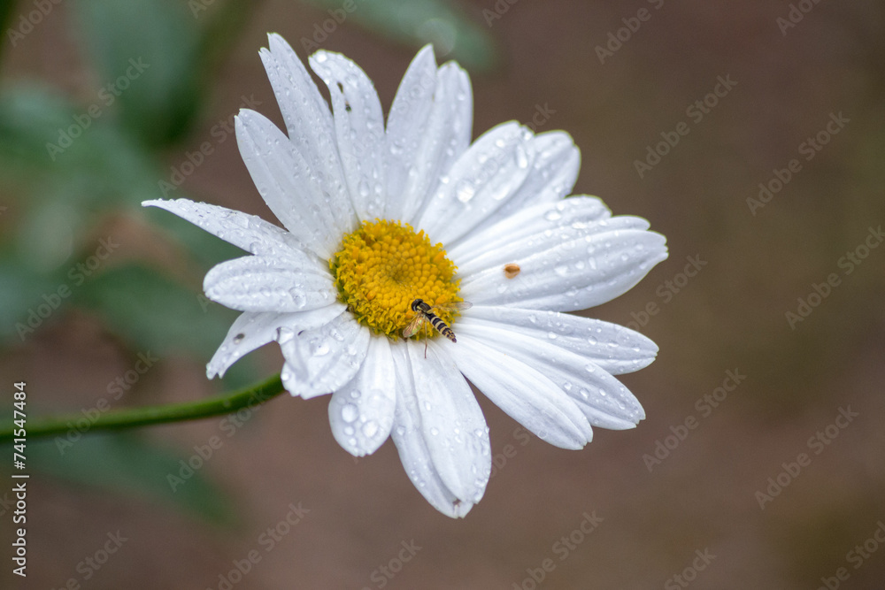 Fototapeta premium daisy flower