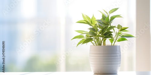 Home house plant flower in vase on window stand. Many sun light indoor deocration interior cozu design scene