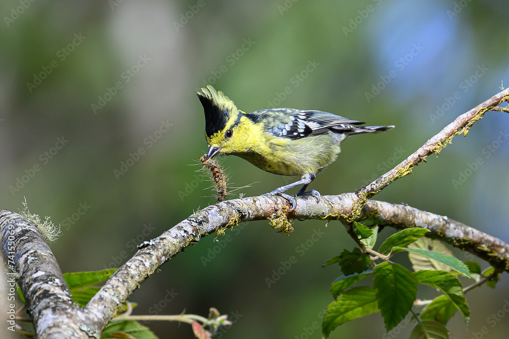 Obraz premium Yellow cheeked Tit