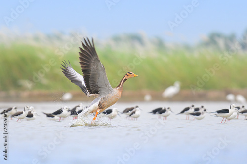 Bar headed Goose