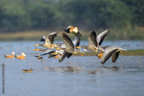 Bar headed Goose