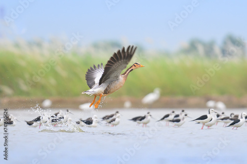 Bar headed Goose