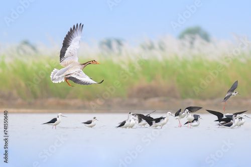 Bar headed Goose