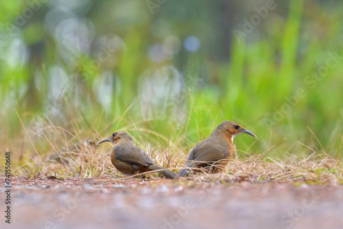 Rusty cheeked scimitar babbler