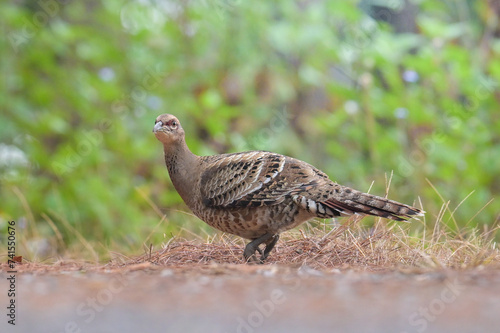 Mrs.Hume’s Pheasant