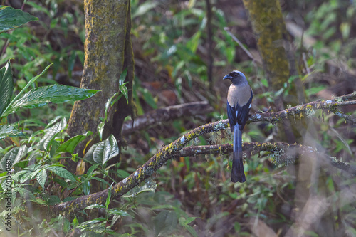 Gray Treepie