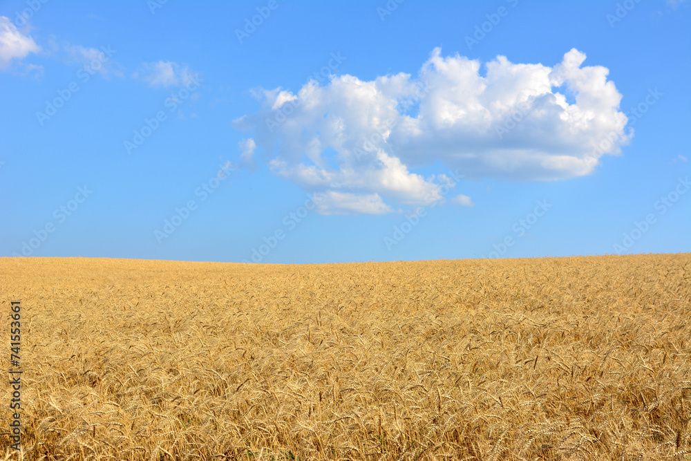 agricultural field with ripe wheat and blue sky and white cloud