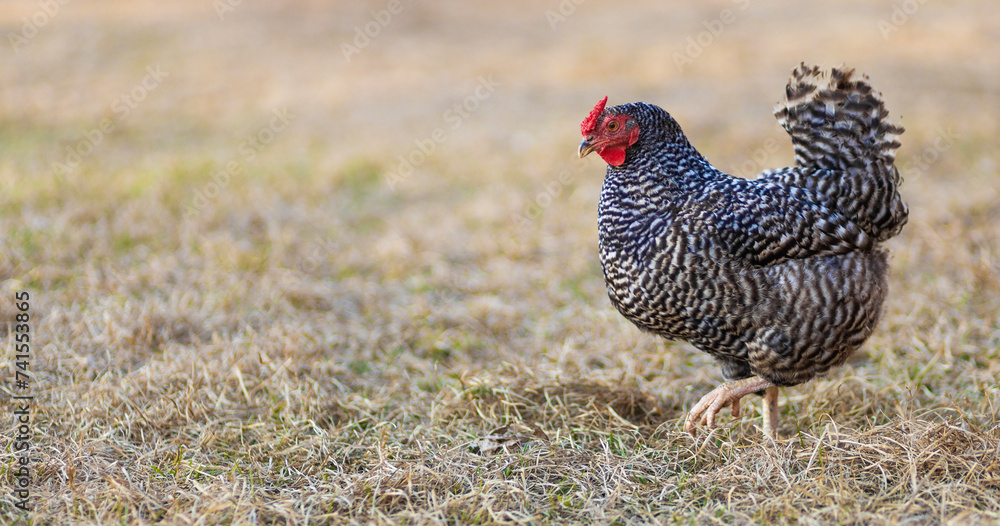 Chicken hen marching across a pasture in a rural area near Raeford North Carolina.
